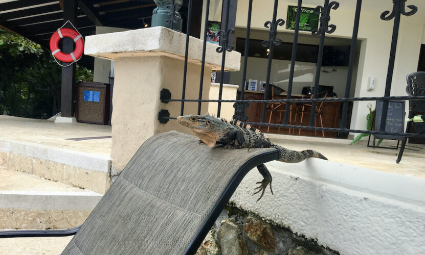 Parador iguana
