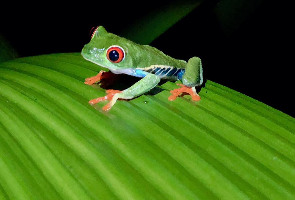 A red-eye frog pauses on a large green leaf during a night walk in costa rica.