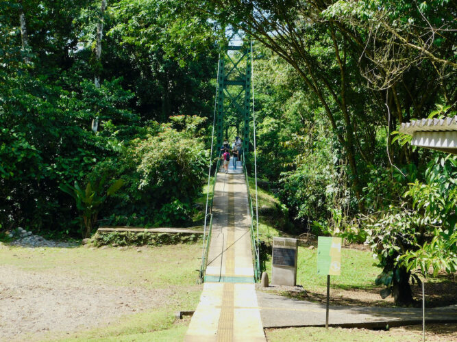 Selva bridge