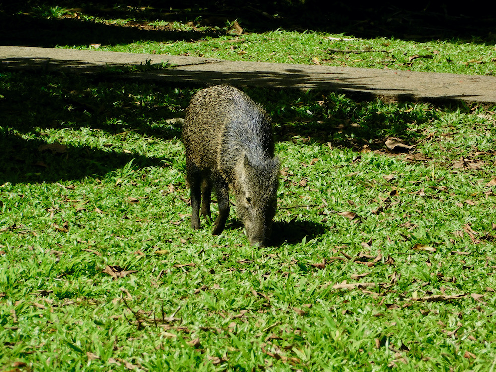 A shy peccary, which looks like a furry, brown pig, nibbles the grass at la selva biological research station, a unique alternative to a hotel in costa rica.