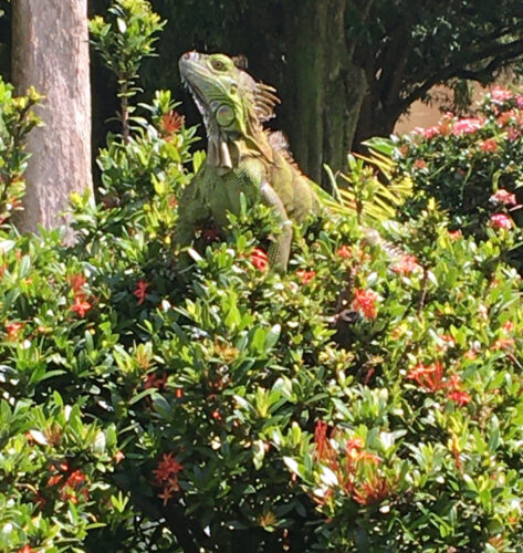 an iguana poses with his head up on top of a bush outside of the restaurant at the tilijari resort