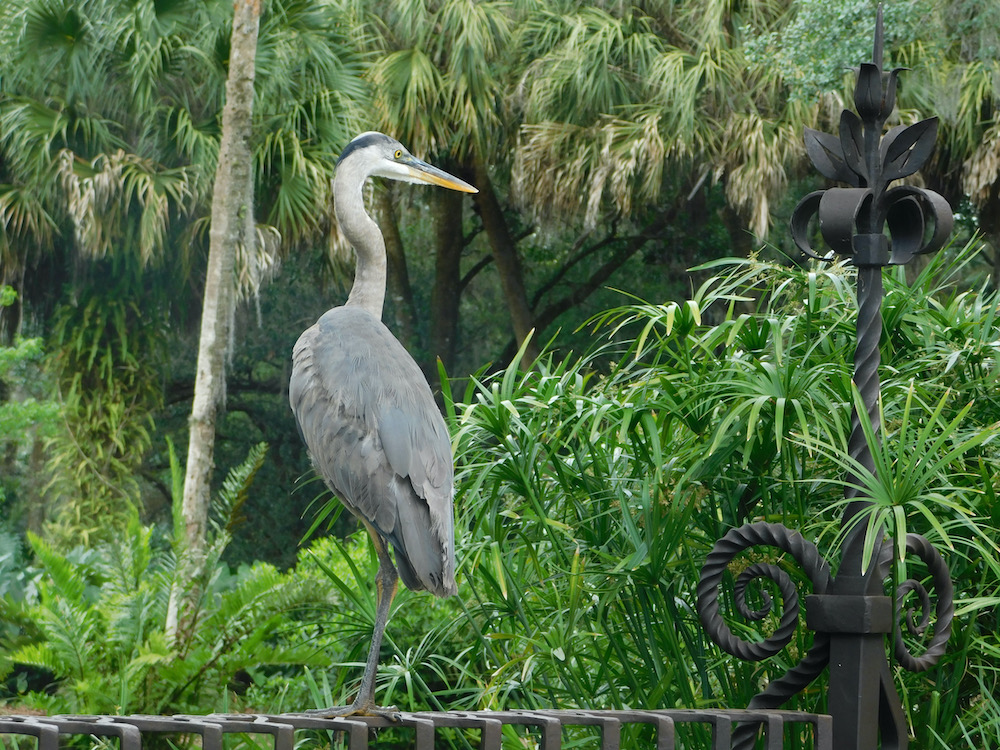 A grey heron perches on the wrought iron gate at bok tower, surrounded by greenery.