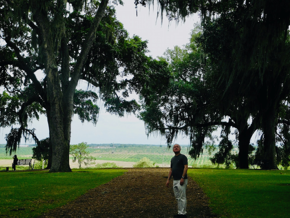 A man looks explore a large lawn shaded by live oaks, with views of orange orchards, behind bok tower.