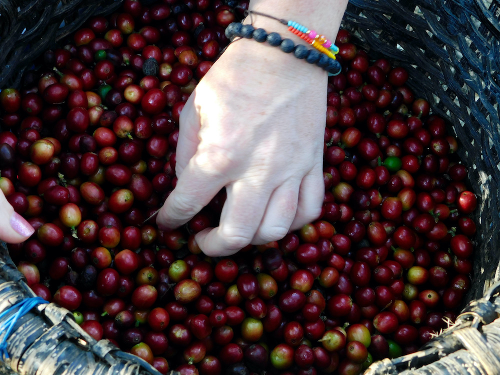 A basket full of fresh, red coffee berries that will be dried and roasted into coffee beans.