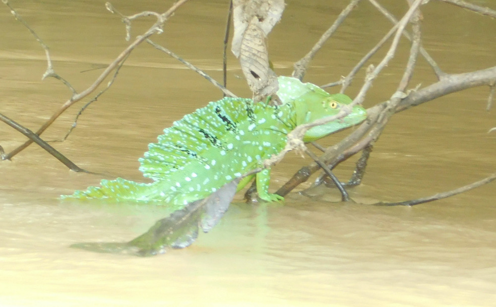 green emeral basilisks on costa rica's rio frio are known as jesus lizards because the move quickly enough across the water to appear to be walking on top of it.