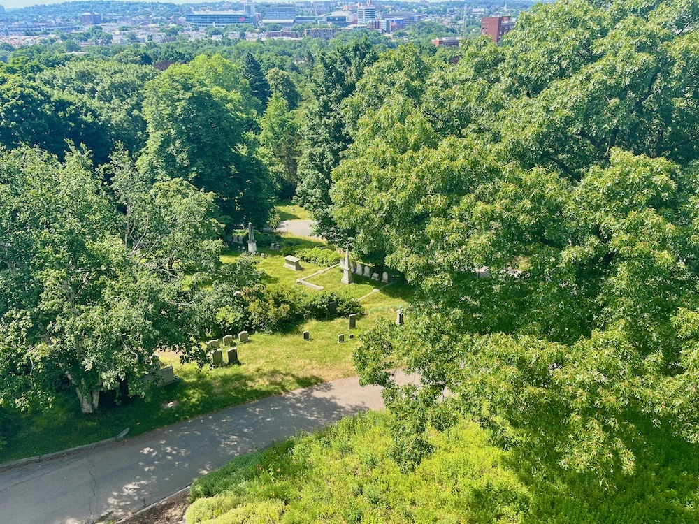 a view of mount auburn cemetary with cambridge behind it. the cemetary was the first park cemetary in the u.s. and the headstones are surrounded by a landscape of shady green paths, flowers and shrubs. 