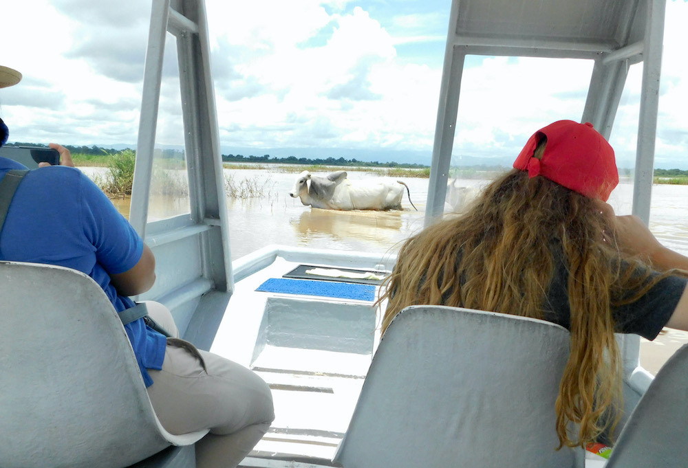 A costa rica cow crosses a river in front of a safari boat n the caño negro wildlife preserve.