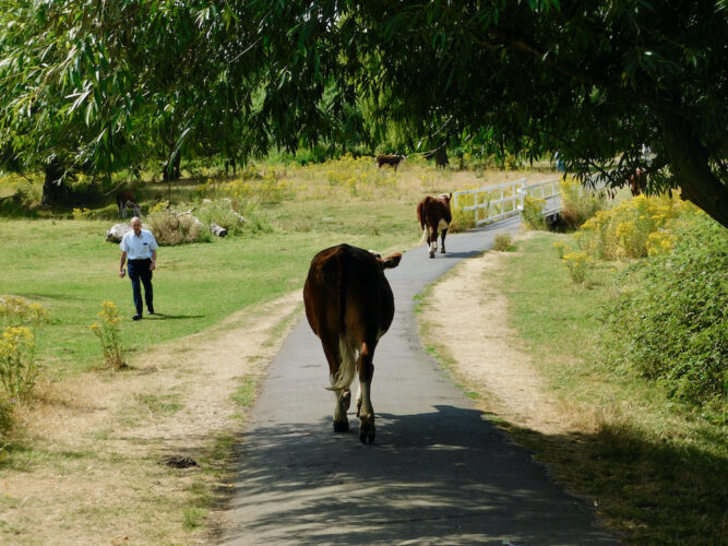 In cambridge, it's not unusual to see cows grazing and wandering the paths on the opposite site of the river from town.