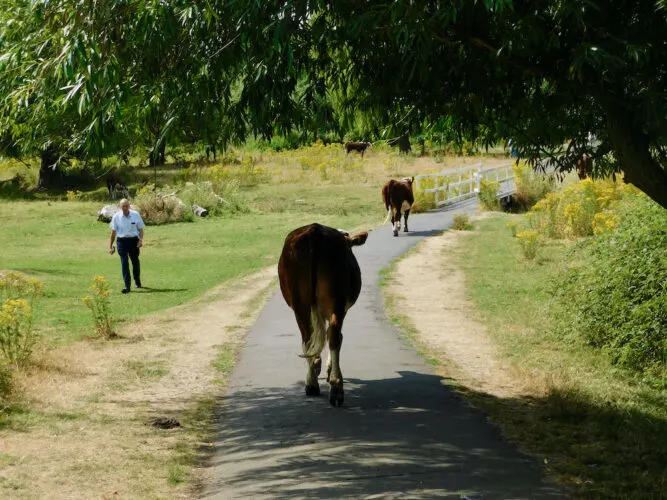 in cambridge, it's not unusual to see cows grazing and wandering the paths on the opposite site of the river from town.
