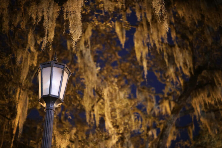 Spanish moss and old street lamps add a spooky flavor to savannah ghost tours.