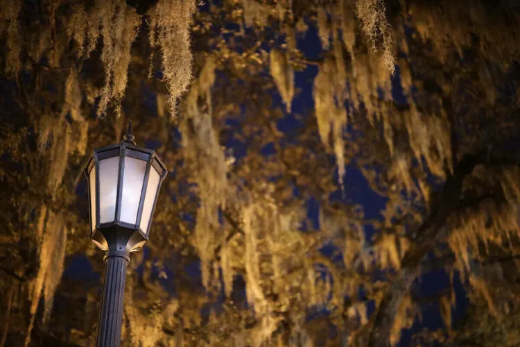 spanish moss and old street lamps add a spooky flavor to savannah ghost tours.