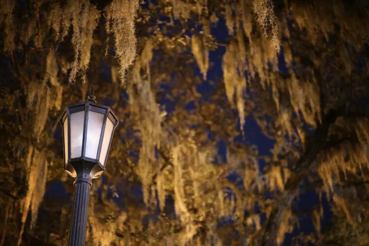 10 Just-Spooky-Enough Family Ghost Tours Near You Spanish moss and old street lamps add a spooky flavor to savannah ghost tours.