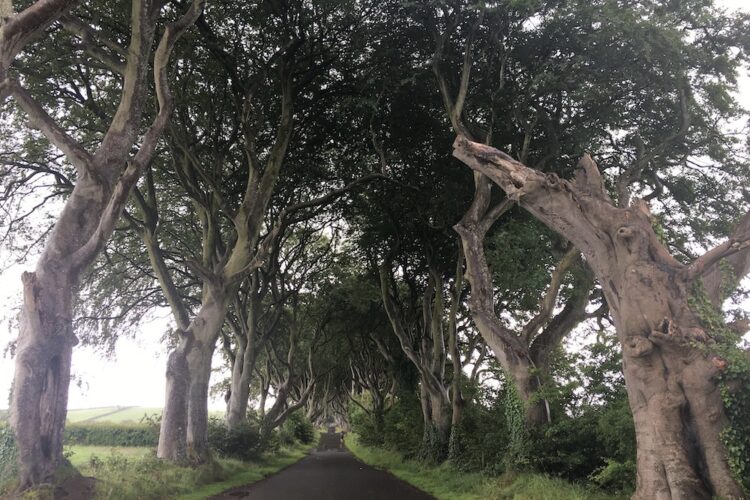 game of thrones fans and teens who love dark, moody environs flock to the dark hedges a road with a tunnel of beech trees in northern ireland