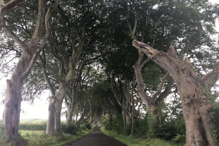 Ireland: 21 Things To Absolutely, Positively Do With Teenagers Game of thrones fans and teens who love dark, moody environs flock to the dark hedges a road with a tunnel of beech trees in northern ireland