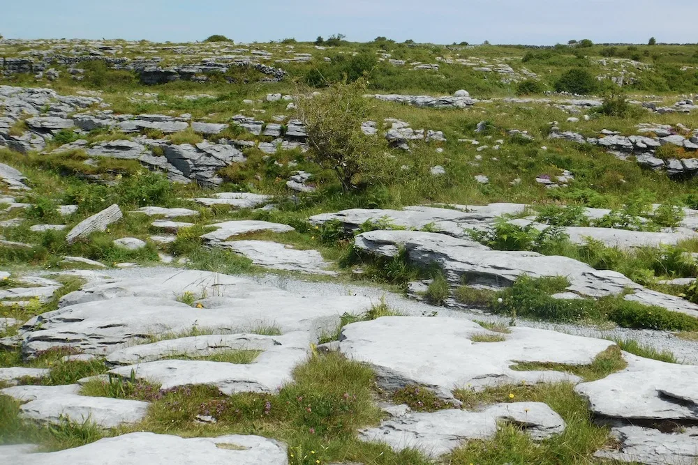 the burren, on ireland's west coast has an alien landscape of rocks, shrubs and wild flowers.