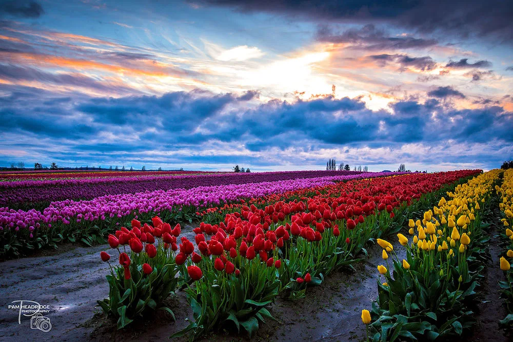 fields of brightly colored tulips stretch for miles across farms during the skagit valley tulip festival.