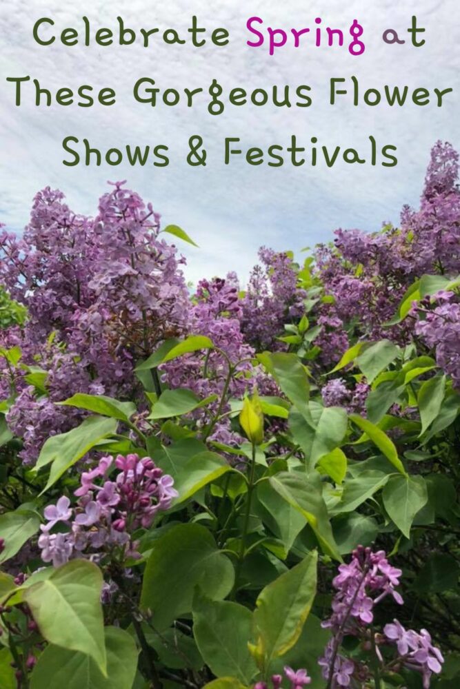 Flower Shows And Festivals Blossom Across The U.s. From Late March Through June. They're A Fun Kid-Friendly Destination For A Spring Time Weekend Getaway.