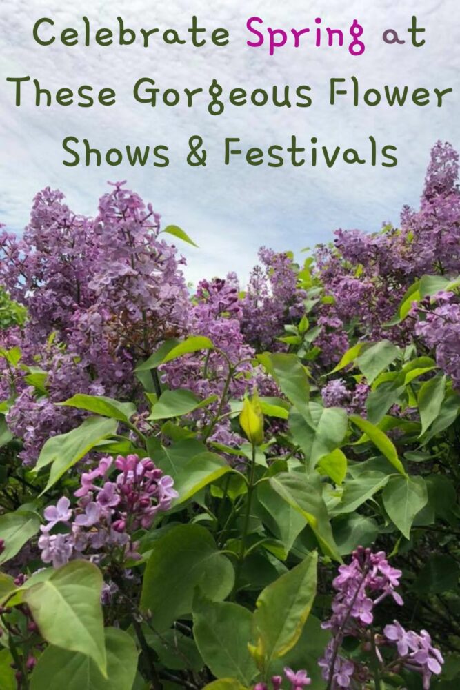 flower shows and festivals blossom across the u.s. from late march through june. they're a fun kid-friendly destination for a spring time weekend getaway.