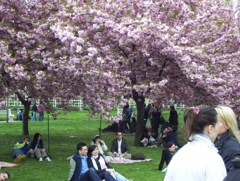 Sakura matsuri bas photo flickr