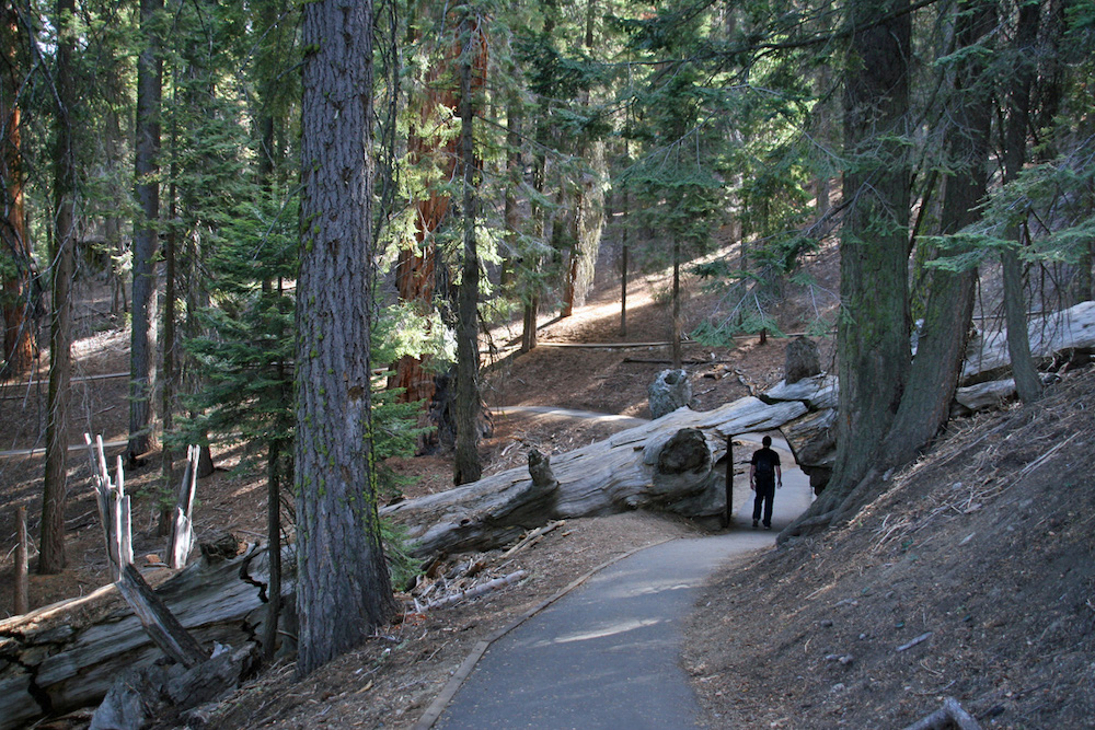 A person poses beneath a tunnel carved throug a giant tree in sequoia national park. People can reach this tree via a paved path.