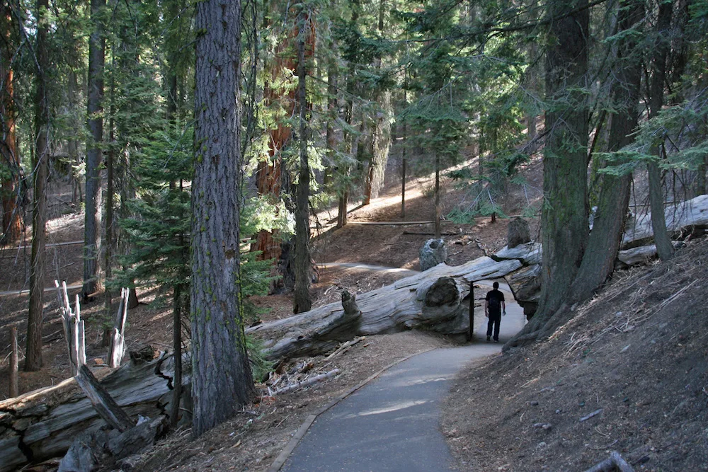 a person poses beneath a tunnel carved throug a giant tree in sequoia national park. people can reach this tree via a paved path.