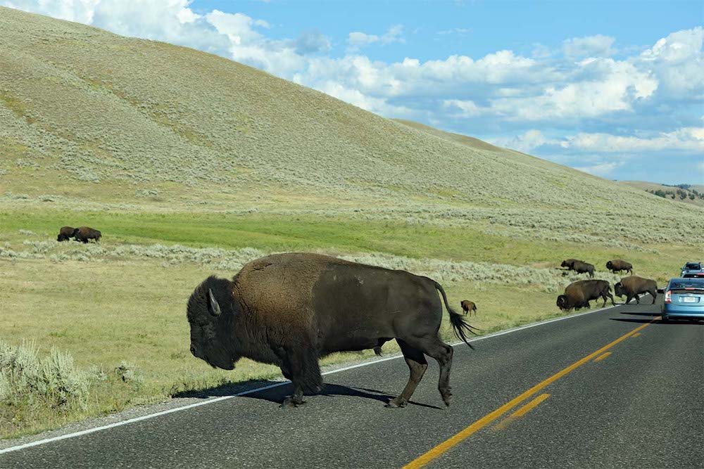 Bison are a common site along yellowstone's scenic drive, making them an accessible wildlife experience for everyone.