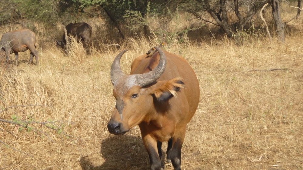 animals live in symbiosis at the bandia reserve, like this african buffalo