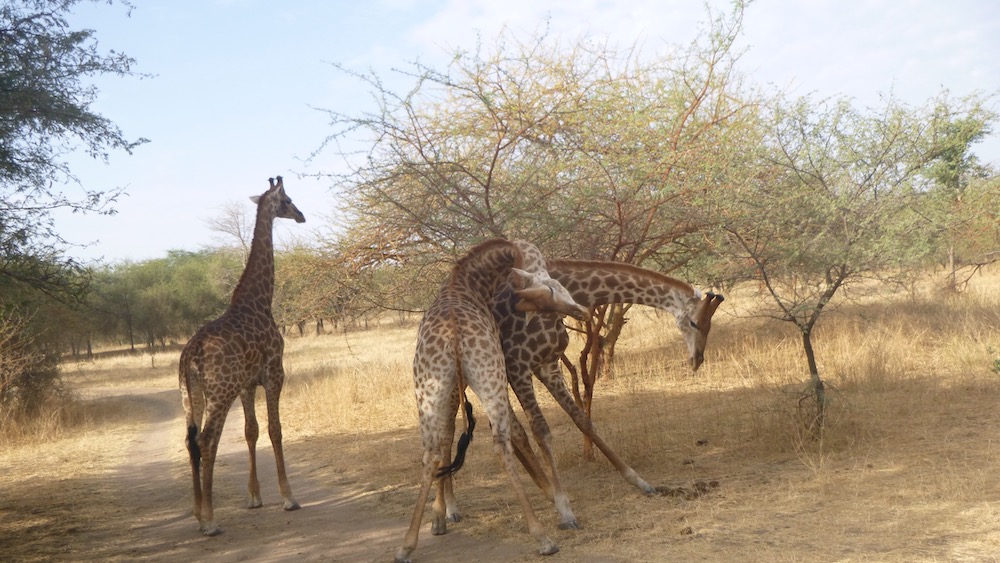 3 giraffes gambole in the bandia reserve in west africa