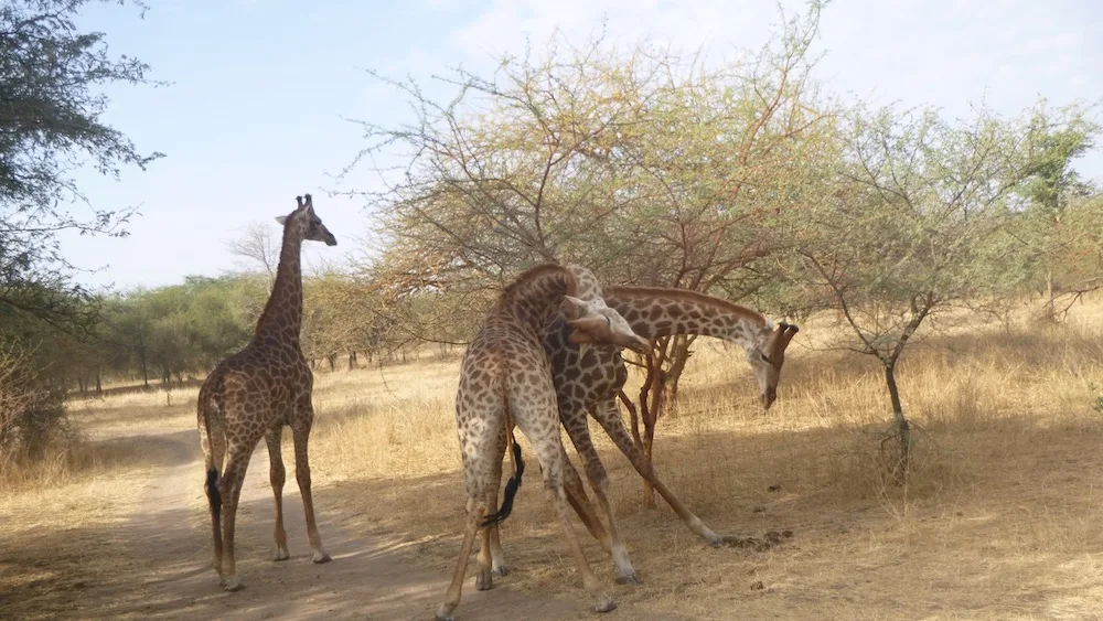 What To See, Eat &Amp; Do With Kids In Surprising Senegal 3 giraffes gambole in the bandia reserve in west africa