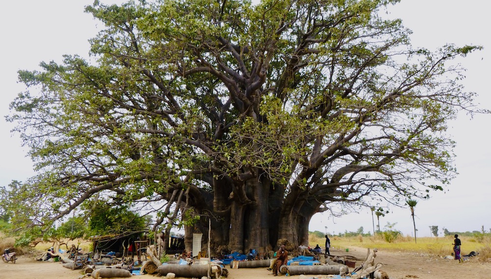 one of senegal's oldest baobab trees is tall and round enough for a small crafts market to set up beneath it.