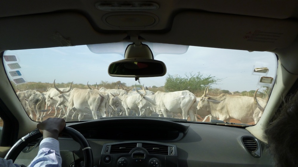 long-horned cows block traffic on a local dirt road in senegal