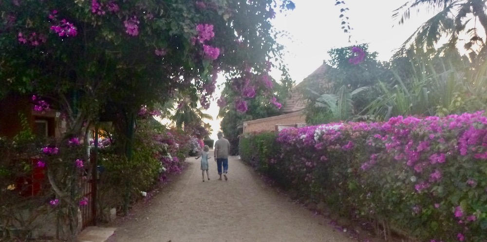 roses of purple bougainvillea line a path through a vacation community in senegal.