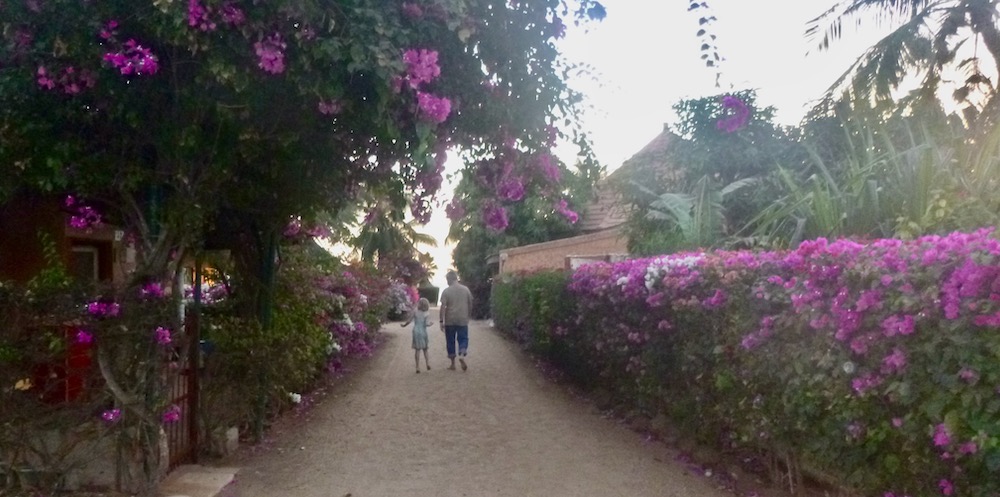 Roses of purple bougainvillea line a path through a vacation community in senegal.