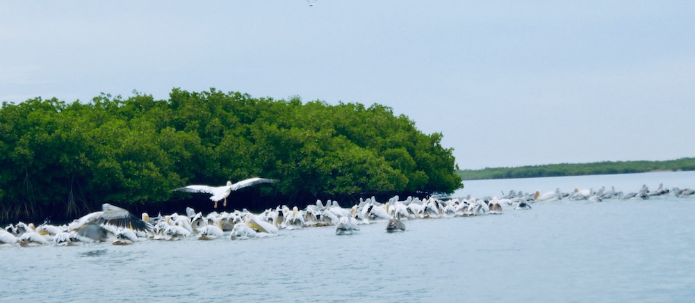 Flocks of pelicans, egrets and other sea birds gather around the mangrove trees in the sine saloum delta in senegal.
