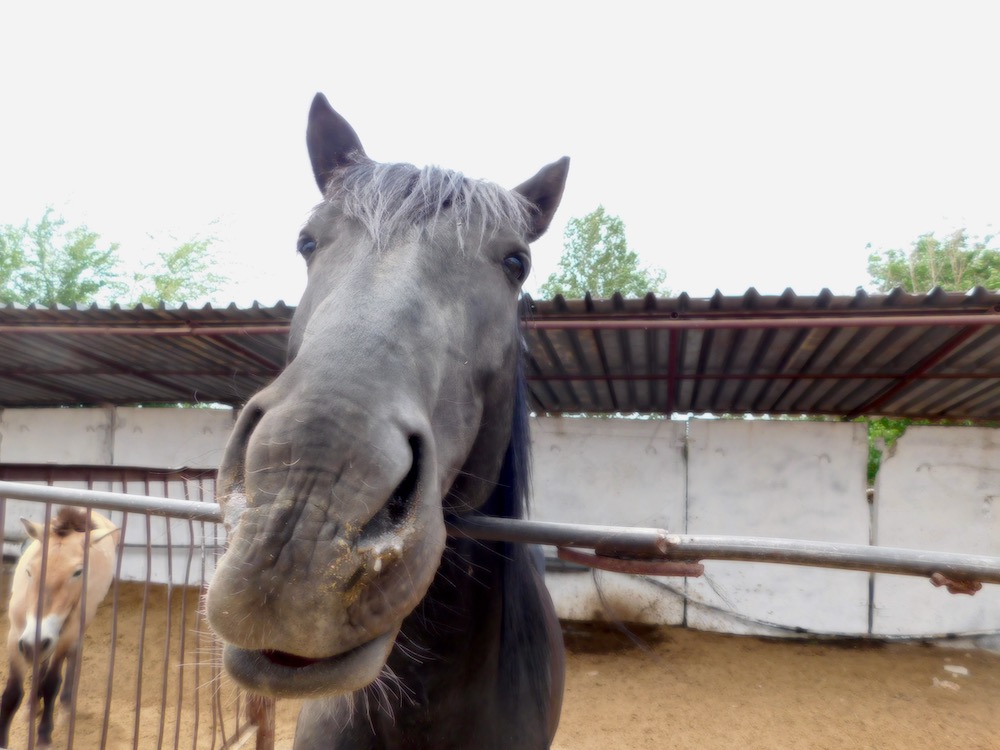 A kazak horse gets friendluy with visitors.