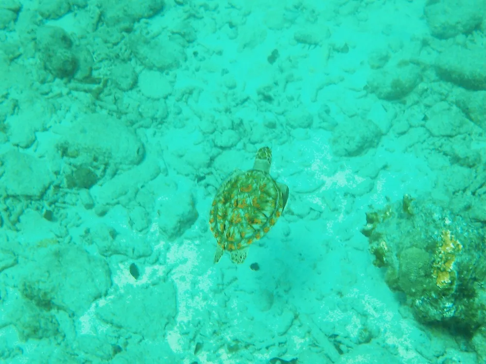 kids love snorkeling in curacao because of the calm water and likelihood of seeing sea turtles.