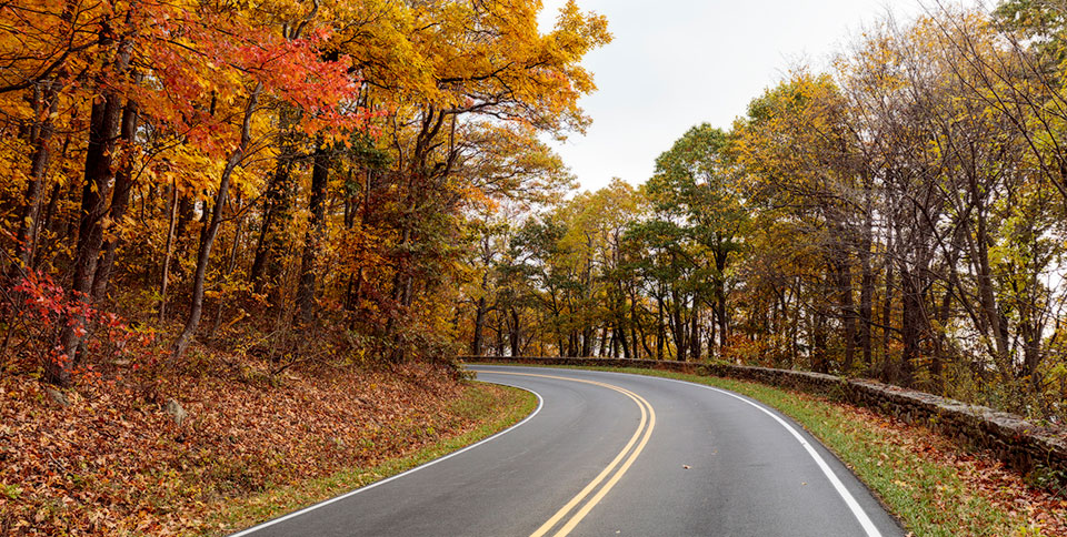 skyline drive curves through shenandoah national park, lines by trees with fall foliage and stone walls.