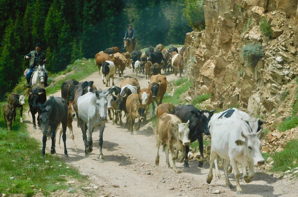 cattle migrate to summer grazing lands on a road near kazakhstan's assy plateau.