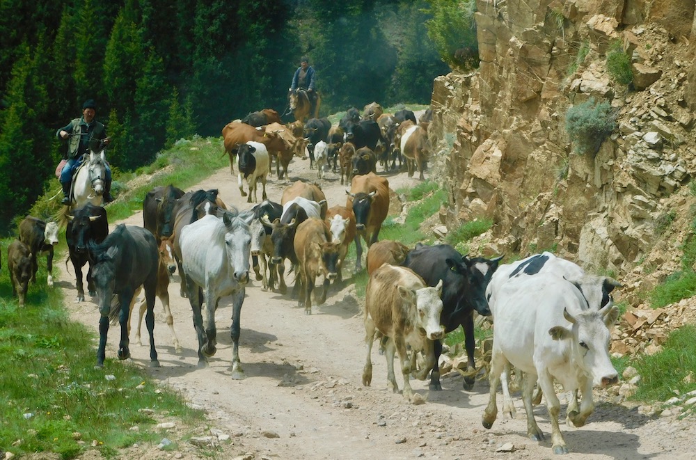 Cattle migrate to summer grazing lands on a road near kazakhstan's assy plateau.