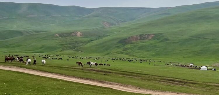 kazakhstan: 25 really amazing things to see & do with kids: here you can see giant herds of horses roamd the asy plateau during the summer.