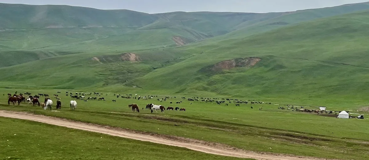 Kazakhstan: 25 Really Amazing Things To See & Do With Kids: Here you can see giant herds of horses roamd the Asy Plateau during the summer.