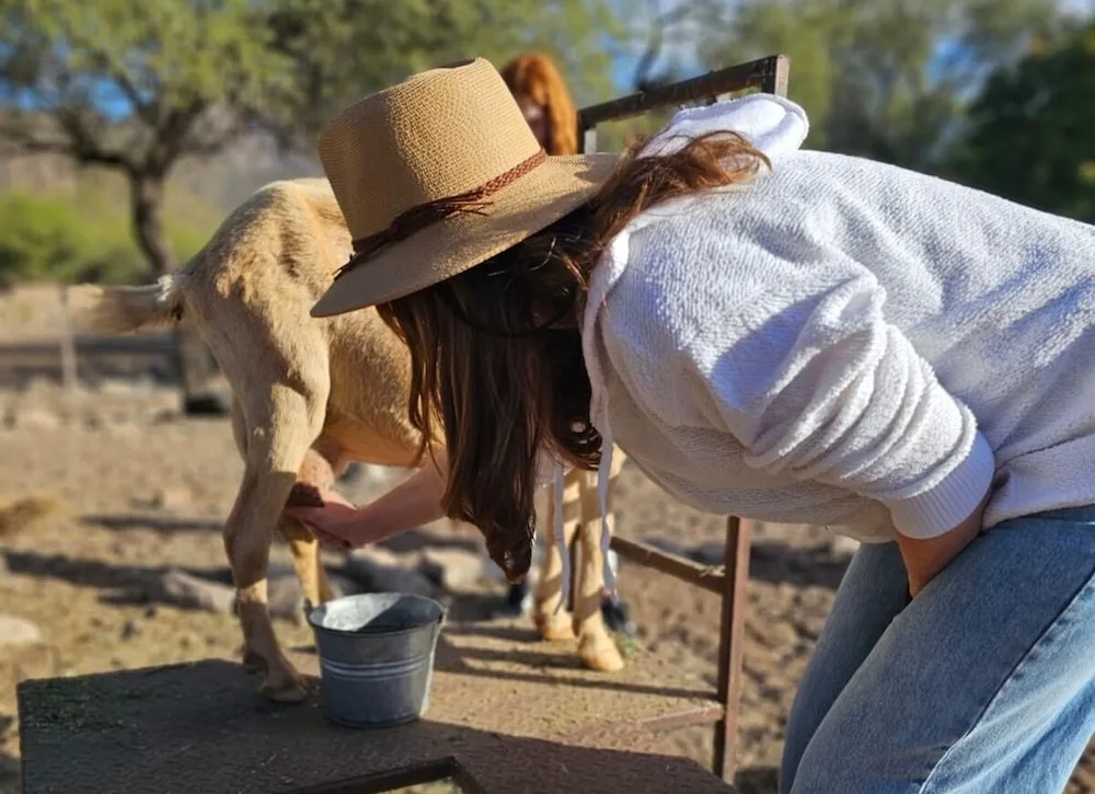a tween learns to milk a goat at the historic ranch in the foothills of loreto. 