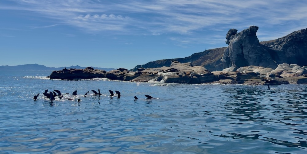 spotting sea lions from a boat loreto bay is one of the best things to do with kids in loreto.