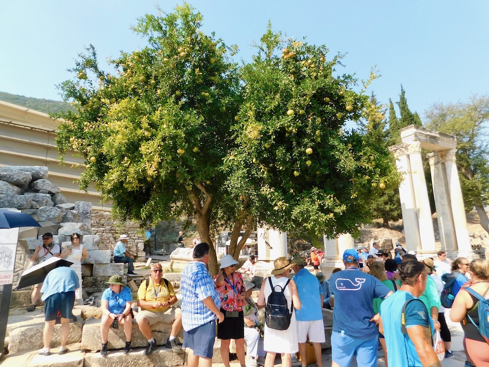 Tourists crowd under the shade of a pomegranate tree at ephesus, turkey,